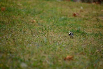 A wagtail is searching for food on the grass.