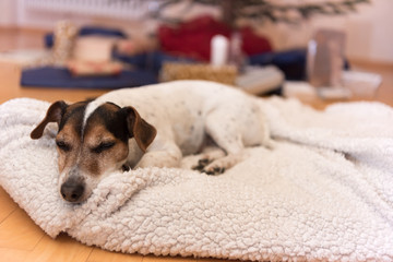 cute christmas dog - Jack Russell 10 years old
