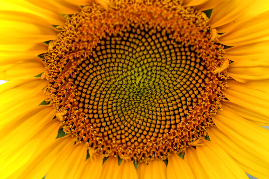 sunflower close-up summer day 
