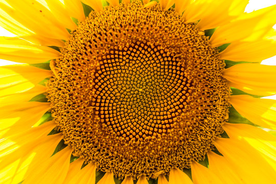 sunflower close-up summer day
