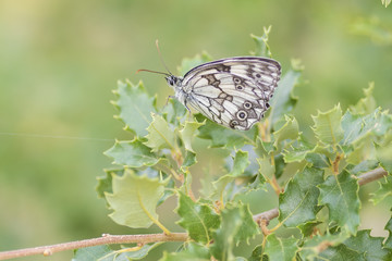 Mariposa.