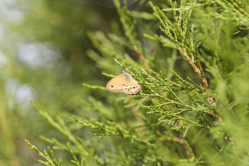 Mariposa.