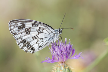 Mariposa.