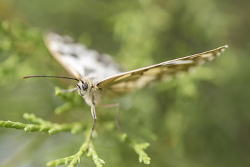 Mariposa.