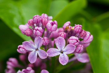 Fototapeta na wymiar Common lilac
