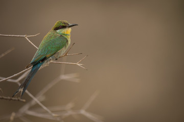 beeeater_1