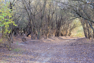 Autumn landscape in the forest. November, fallen leaves and bare branches of trees.