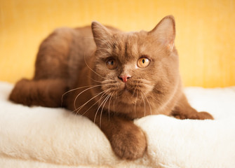 Cat, British short hair kitten, cinnamon color, orange eyes, indoor, portrait.