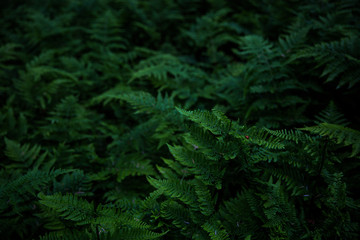 Green forest ferns in the woods
