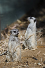 Two Meerkats Sitting Up