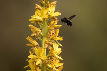 bumblebee_1