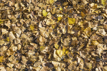 Prato di foglie secche