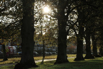 tree