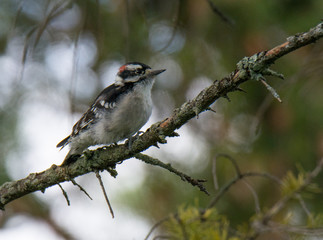 Woodpecker bird on tree