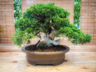 Foto op Plexiglas Bonsai miniatuur groene bonsaiboom in het interieur. jeneverbes bonsai