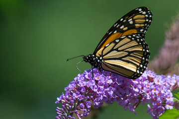Monarch Butterfly on Flower