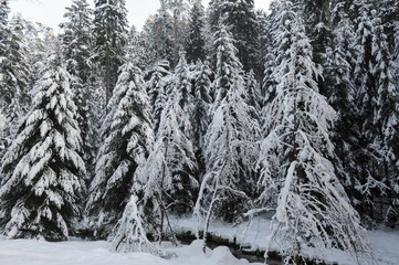 Winter landscape of Bohemian Switzerland