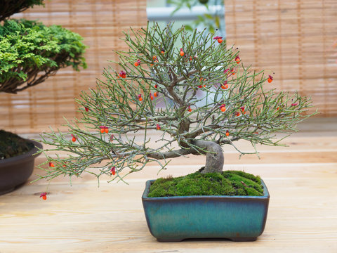 miniature green bonsai tree in iterior. juniper bonsai