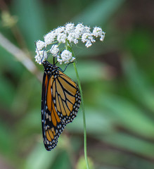 Monarch Butterfly on Flower