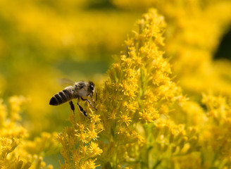 Bee on Goldenrod Flower