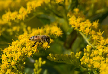 Bee on Goldenrod Flower