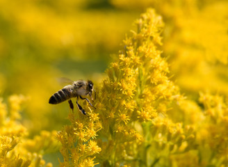 Bee on Goldenrod Flower