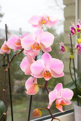 Fototapeta na wymiar Orchids on the window. A vibrant tropical pink and peach orchid flower, floral background. Beautiful home bouquet of Thailand Orchid in the interior. Selective soft focus.