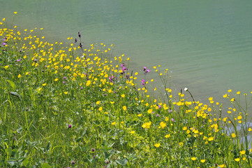 butterblumen am seeufer