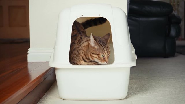 4K Cat Using Litter Box. Close-up view of Bengal cat digging inside an enclosed litter box and going out of it. 30 seconds.