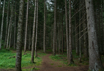 Fototapeta na wymiar walk in the spruce forest