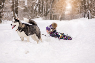 Husky dog pulls a little girl in the snow