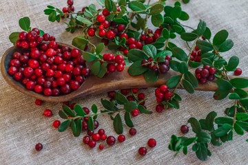 Berries of red lingonberry in a wooden spoon, along with twigs, on a table.