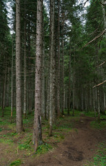 walk in the spruce forest