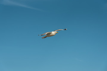 Flying seagull in the blue sky