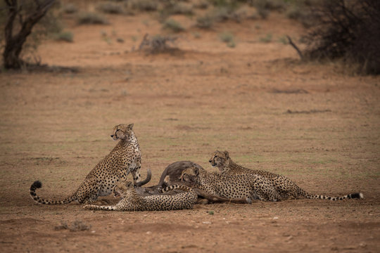 cheetah_2