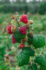 organic ripe red raspberries on the bush, cultivation, garden,food