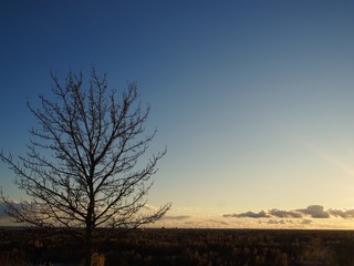 Winter tree and sunset, Helsinki, Finland