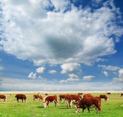 Naklejka premium Calves on the field