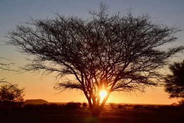 Sonnenuntergang Namibia - Baum - Lichtspiel - Wüste