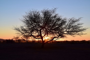 Naklejka na ściany i meble Sonnenuntergang Namibia - Baum - Lichtspiel - Wüste