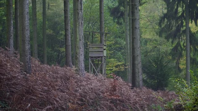 Misty Forest in West Germany, Bielefeld