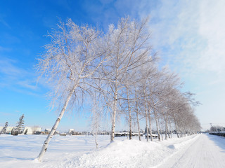 北海道の冬道