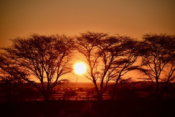 Sonnenuntergang Namibia - Baum - Lichtspiel - Wüste