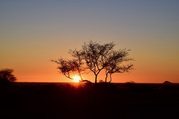 Plakat Sonnenuntergang Namibia - Baum - Lichtspiel - Wüste