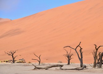 Fototapeta na wymiar Namibia - Baum - Wüste - Fernsicht - Landschaft
