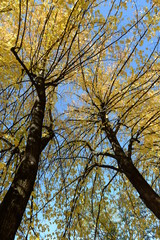 alberi in autunno
