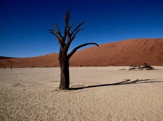 Namibia - Baum - Wüste - Fernsicht - Landschaft