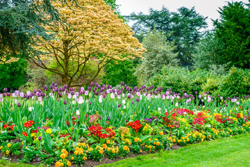 Colorful tulips seen at Cannon Hill Park in Birmingham during spring