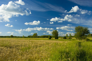 Obraz premium Fields and green trees