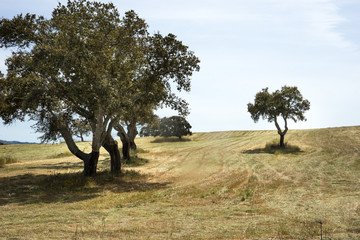 Korkeichen in Sardinien, Italien